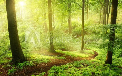 Fototapeta Letni las bukowy