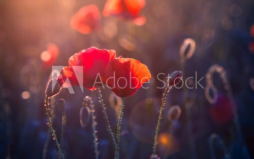 Fototapeta Maczek kwitnie w łące przy zmierzchem