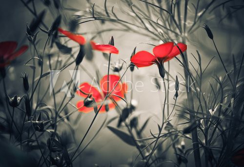 Fototapeta Magia czerwonych kwiatów 