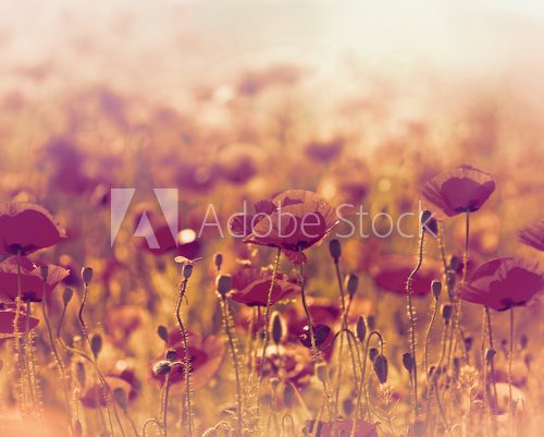 Fototapeta Makowy kwiat w łące