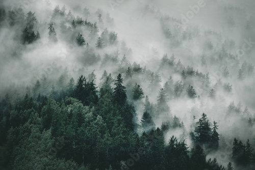Fototapeta Mglisty krajobraz gęstego lasu