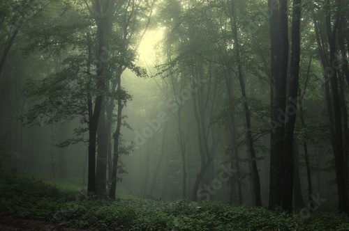 Fototapeta Mglisty urok leśnej ciszy