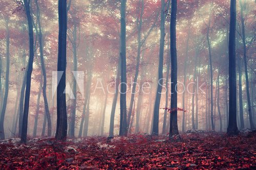 Fototapeta Mistyczny las