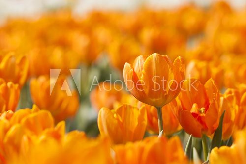 Fototapeta Moc pomarańczowych tulipanów