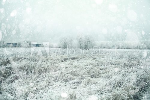 Fototapeta mrożona trawa i mrozy w zimie