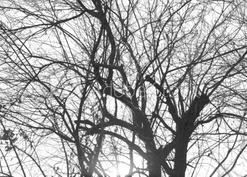 Fototapeta nagie gałęzie drzewa na białym tle