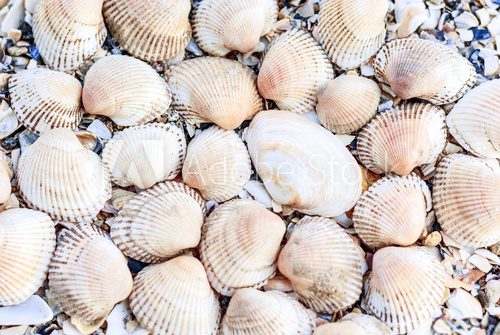 Fototapeta Naturalna kompozycja muszli na plaży