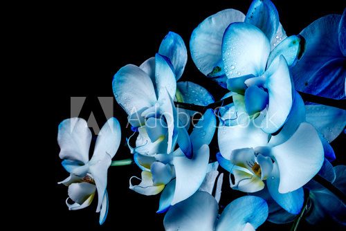 Fototapeta Niebieska Orchidea
