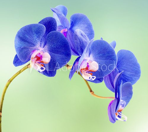 Fototapeta niebieska orchidea