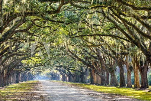 Fototapeta Oak Trees in Savannah