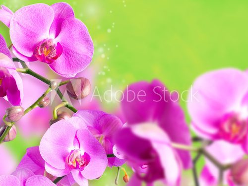 Fototapeta Obrazy Orchid falenopsis.Seriya.
