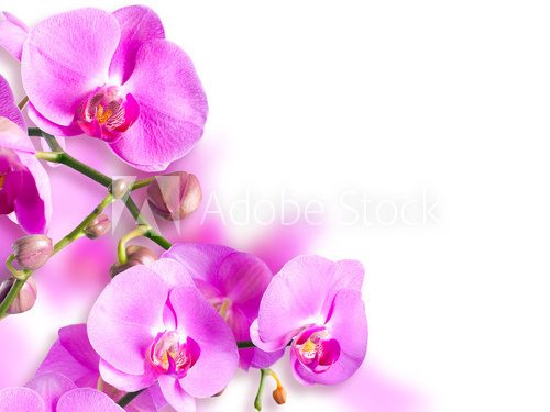 Fototapeta Obrazy Orchid falenopsis.Seriya.