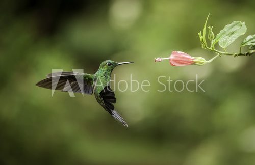 Fototapeta Ogoniasty Hummingbird