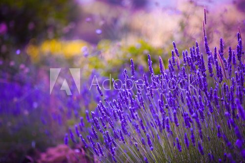 Fototapeta Ogrodowi kwiaty Lavendar kolorowy tło