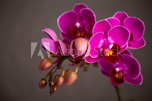 Fototapeta Orchidea.