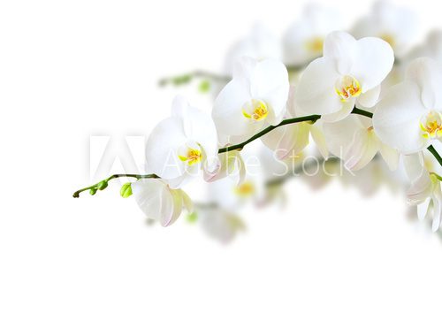 Fototapeta orchidea