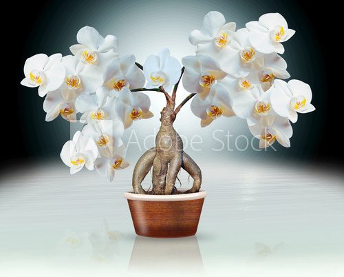 Fototapeta Orchidee na korzeniu żeń-szenia, montaż