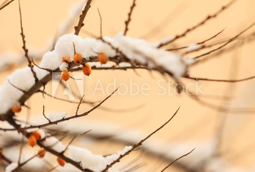 Fototapeta owoce rokitnika pokryte śniegiem