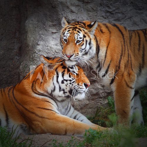 Fototapeta Para Tygrysa. Miłość w naturze.