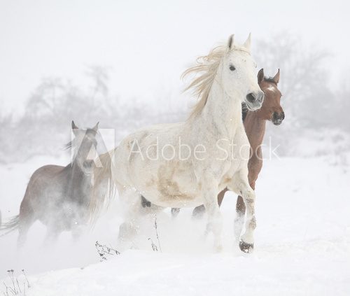 Fototapeta Partia koni działających w zimie