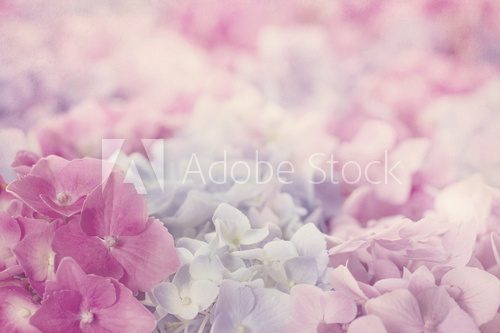 Fototapeta Pastelowe róże, pastelowy ogród