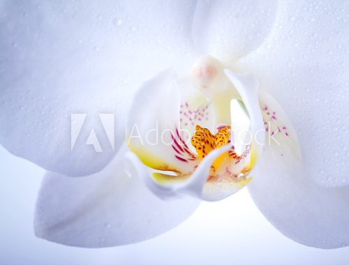 Fototapeta Phalaenopsis. Biały storczykowy kwiat makro- z wodnymi kroplami