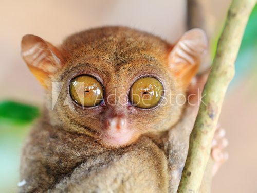 Fototapeta Phillipine tarsier