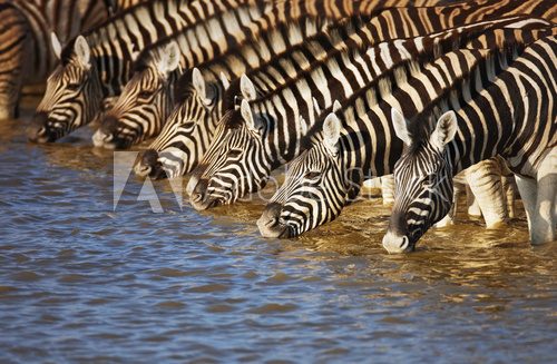 Fototapeta Picie zebr