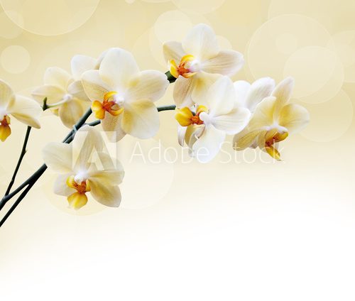 Fototapeta Piękna biała orchidea