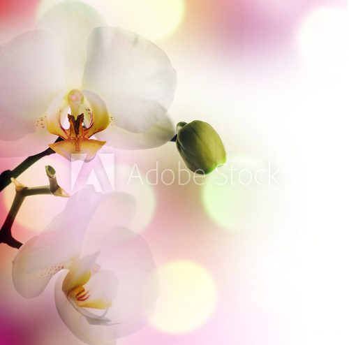 Fototapeta Piękna granica orchidei