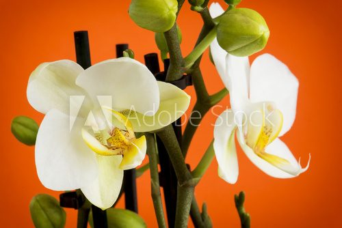 Fototapeta Piękna jasnożółta orchidea kwitnie z pączkami