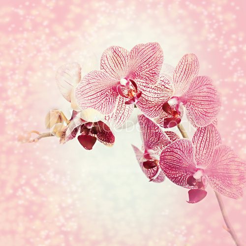 Fototapeta Piękna kwitnąca orchidea