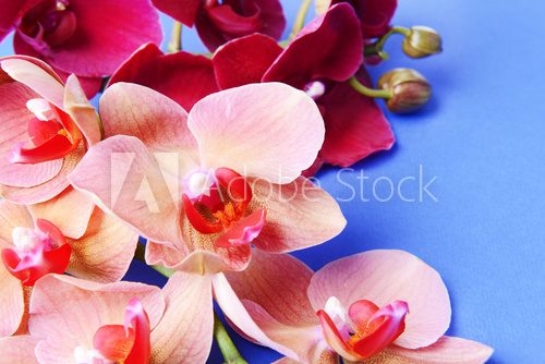 Fototapeta Piękna kwitnąca orchidea na koloru tle