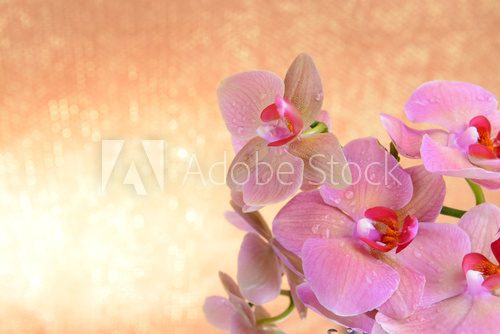 Fototapeta Piękna kwitnąca orchidea na lekkiego koloru tle