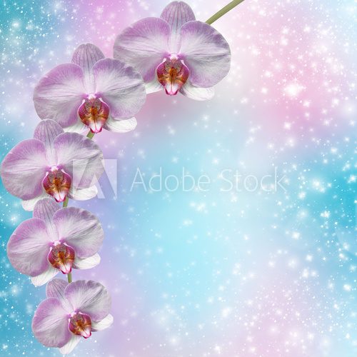 Fototapeta Piękna różowa orchidei gałąź na abstrakcjonistycznym tle delikatesy