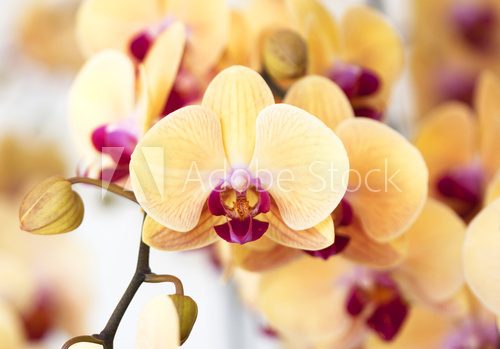 Fototapeta Piękna żółta orchidea