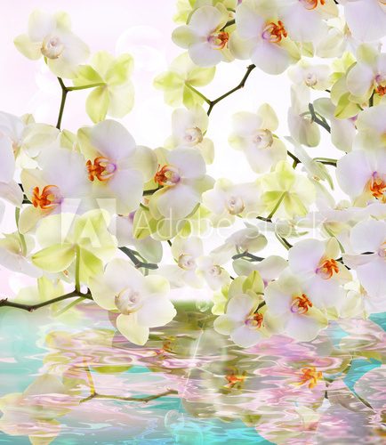 Fototapeta Piękne kwiaty wody Japońska Orchidea.Beauty.Flora