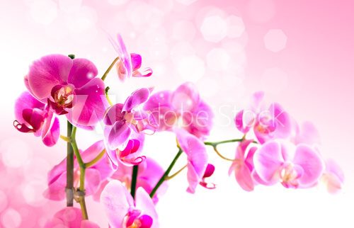 Fototapeta Piękny kwiat Orchid