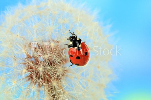Fototapeta Piękny ladybird na dandelion, zamyka up