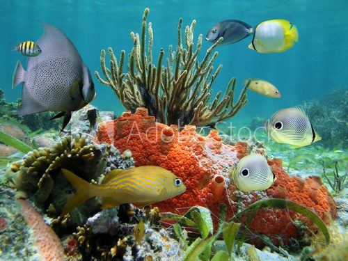 Fototapeta Podwodne życie rafy koralowej