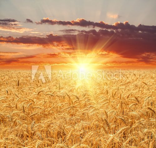 Fototapeta Pole pszenicy o zachodzie słońca