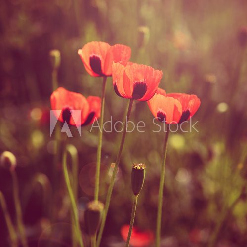 Fototapeta Poppy kwiaty retro wygląd