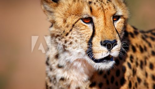 Fototapeta Portret geparda
