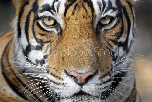 Fototapeta Portret tygrysa bengalskiego.
