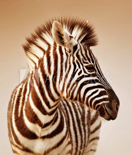 Fototapeta Portret Zebra