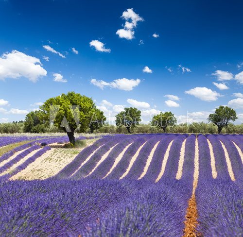 Fototapeta Provence France Lawenda / pole lawendy w Prowansji, Francja