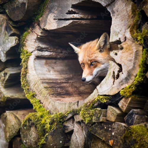 Fototapeta Red Fox (Vulpes vulpes)
