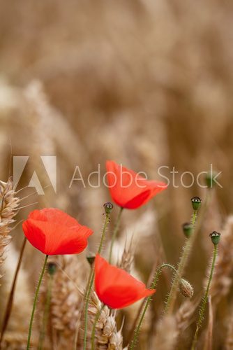 Fototapeta Red Poppy, Corn Poppy (Papaver Rhoeas) - Dzień Pamięci