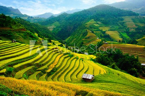 Fototapeta Rice pola na tarasach w Vietnam