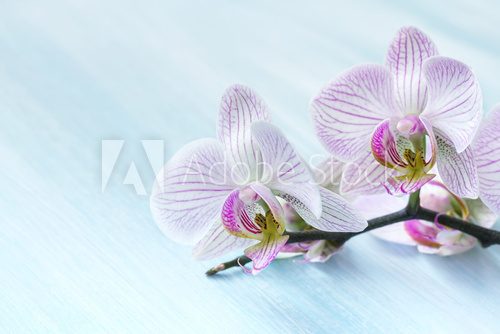 Fototapeta Różowa orchidea na błękitnym tle